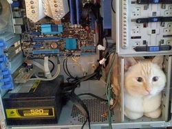 Aksi Konyol Kucing yang Bikin Geleng-geleng Kepala