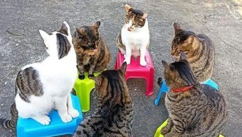 Waduhh... Ada apa nih kucing ngumpul begini, apa yang dibahas ya? (weirdlilguys via Boredpanda)