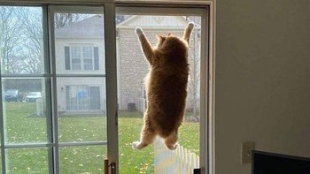 Kucing yang lupa kodrat, dia lupa kalau kucing atau emang lagi nyamar aja jadi cicak? (weirdlilguys via Boredpanda)