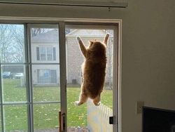 Aksi Konyol Kucing yang Bikin Geleng-geleng Kepala