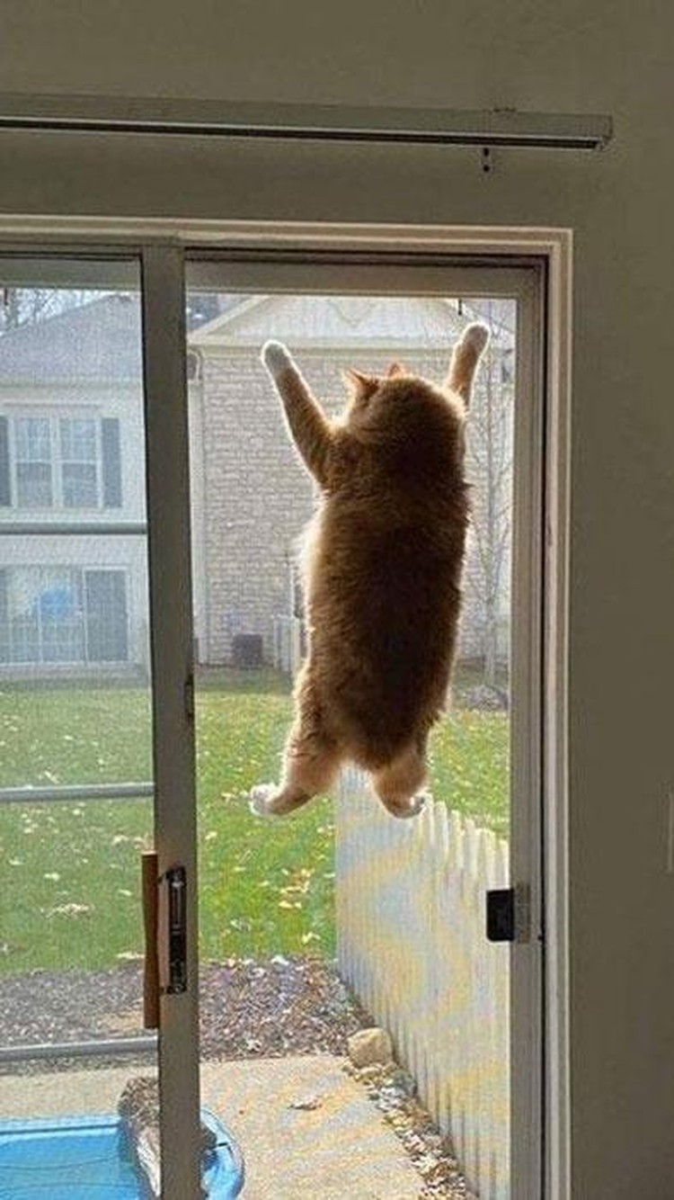 Konyol! Aksi Kucing yang Bikin Geleng-geleng Kepala Konyol! Aksi Kucing yang Bikin Geleng-geleng Kepala