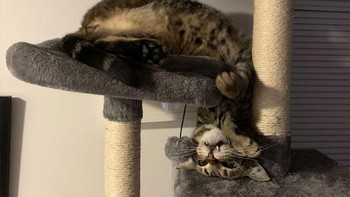 Ngapain sih ini? Nggak pusing apa itu darah ngalir ke kepala begitu? (weirdlilguys via Boredpanda)