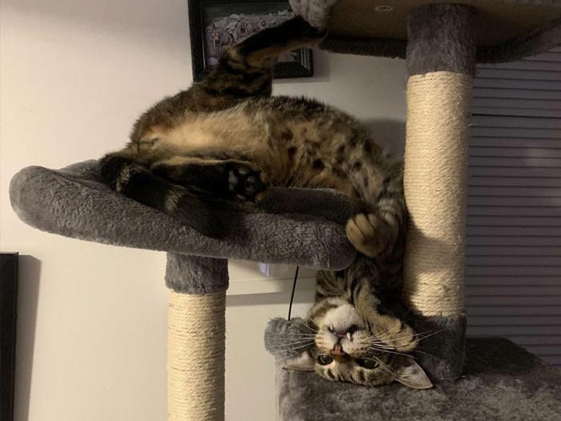 Konyol! Aksi Kucing yang Bikin Geleng-geleng Kepala