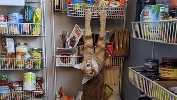 Ya kali dah, nyari apa di tumpukan bumbu dapur, hei kucing? (weirdlilguys via Boredpanda)