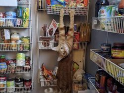 Aksi Konyol Kucing yang Bikin Geleng-geleng Kepala