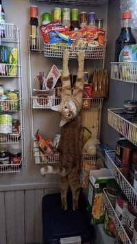 Konyol! Aksi Kucing yang Bikin Geleng-geleng Kepala