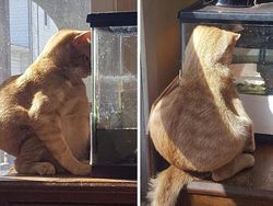 Aksi Konyol Kucing yang Bikin Geleng-geleng Kepala