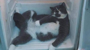 Enak ya ngadem di kulkas begitu. (weirdlilguys via Boredpanda)