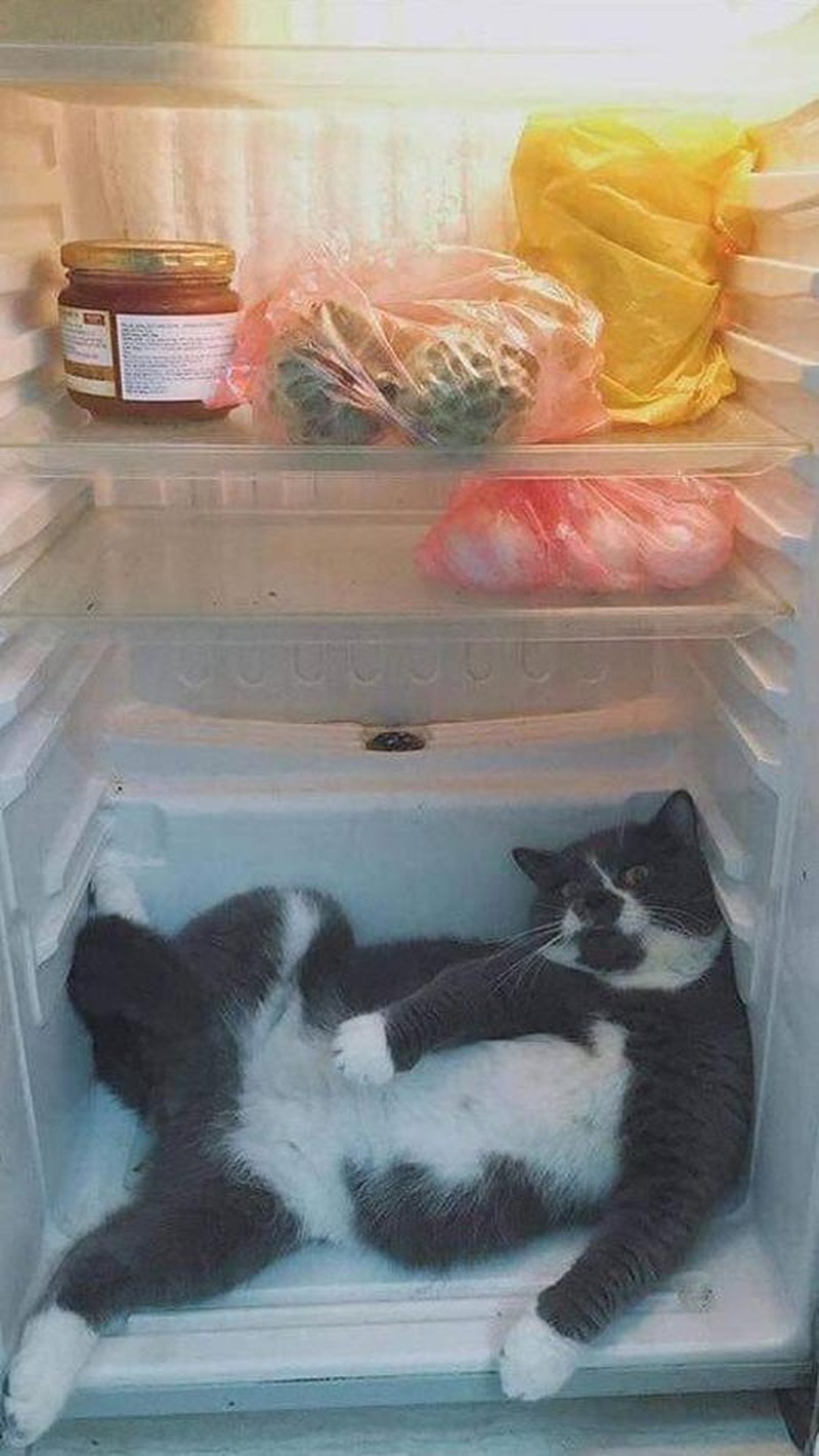 Konyol! Aksi Kucing yang Bikin Geleng-geleng Kepala