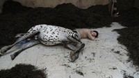 Pemandangan bagian instalasi We Walked the Earth oleh seniman Uffe Isolotto di paviliun Denmark. Gelaran ke-59 tahun kali ini akan berlangsung mulai 23 April 2022 hingga 27 November 2022.