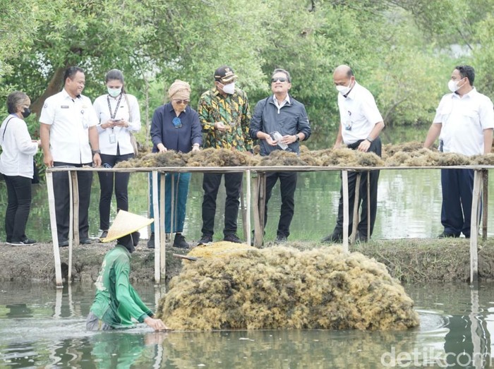Menteri Trenggono dan Bupati Sidoarjo panen rumput laut