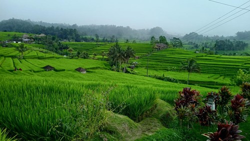 Salah satu sudut sawah terasering di Jatiluwih.