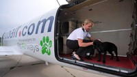 Didirikan pada tahun 2009 di Delray Beach, Florida, Pet Airways adalah maskapai penerbangan yang didedikasikan khusus untuk hewan peliharaan seperti kucing dan anjing atau pawsenger. Begitu mereka menyebutnya (Foto: CNN)