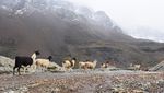 Kontroversi Wisata Bolivia di Tengah Gletser yang Sekarat