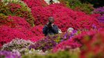 Terbius Keindahan Bunga Warna-warni di Taman Azalea Jepang