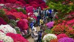 Terbius Keindahan Bunga Warna-warni di Taman Azalea Jepang