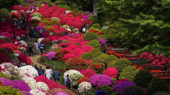 Visitors wearing face masks walk through the azalea garden at a Shinto shrine Thursday, April 21, 2022, in Tokyo. (AP Photo/Kiichiro Sato)