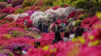 Begini penampakan Taman Azalea di Kuil Shinto, Jepang, yang sedang bermekaran.