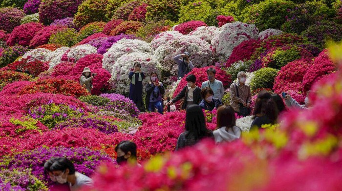 Japan Daily Life Visitors wearing face masks walk through the azalea garden at a Shinto shrine Thursday, April 21, 2022, in Tokyo. (AP Photo/Kiichiro Sato)