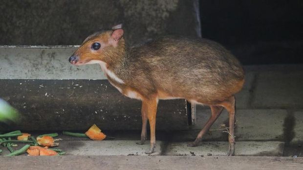 Kancil