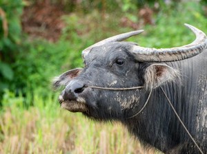 Cerita Rakyat Sulawesi Selatan La Dana dan Kerbaunya, Kisah si Anak Licik