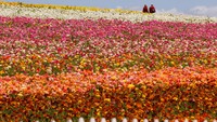 Selain bunga Ranuculus di perkebunan ini juga terdapat bunga jenis lain seperti Mawar dan Anggrek.  