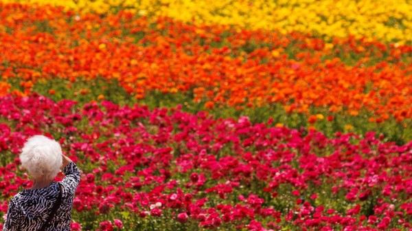 Carlsbad Flower Field, California memiliki pemandangan hamparan bunga warna-warni yang  menakjubkan.   