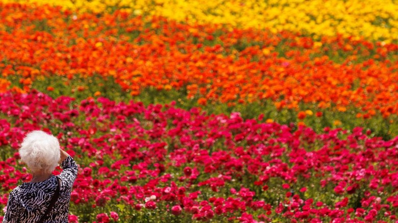 Momen Kehangatan di Tengah Bunga yang Bermekaran di California Noylin and Satheeshan Tharmarajah set up a picture of themselves surrounded by giant Tecolote Ranunculus flowers at the Flower Fields in Carlsbad, California, U.S., April 20, 2022. REUTERS/Mike Blake
TPX IMAGES OF THE DAY