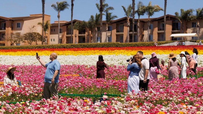 Noylin and Satheeshan Tharmarajah set up a picture of themselves surrounded by giant Tecolote Ranunculus flowers at the Flower Fields in Carlsbad, California, U.S., April 20, 2022. REUTERS/Mike Blake
     TPX IMAGES OF THE DAY