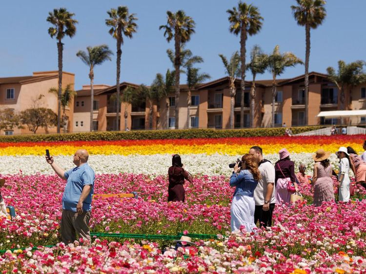 Momen Kehangatan di Tengah Bunga yang Bermekaran di California