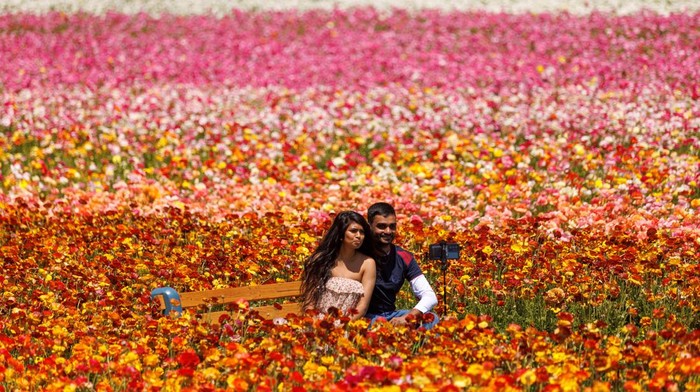 Noylin and Satheeshan Tharmarajah set up a picture of themselves surrounded by giant Tecolote Ranunculus flowers at the Flower Fields in Carlsbad, California, U.S., April 20, 2022. REUTERS/Mike Blake
     TPX IMAGES OF THE DAY
