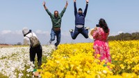 Pada bulan Maret dan Mei Carlsbad Flower Field dikunjungi oleh 200.000 pengunjung setiap tahun.  