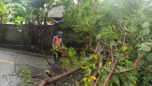 pohon tumbang di karangasem rabu (20/4/2022)