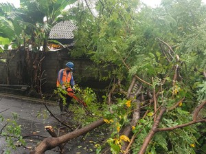 Dapur Milik Buda Tertimpa Pohon, Jalan Amlapura-Singaraja Lumpuh