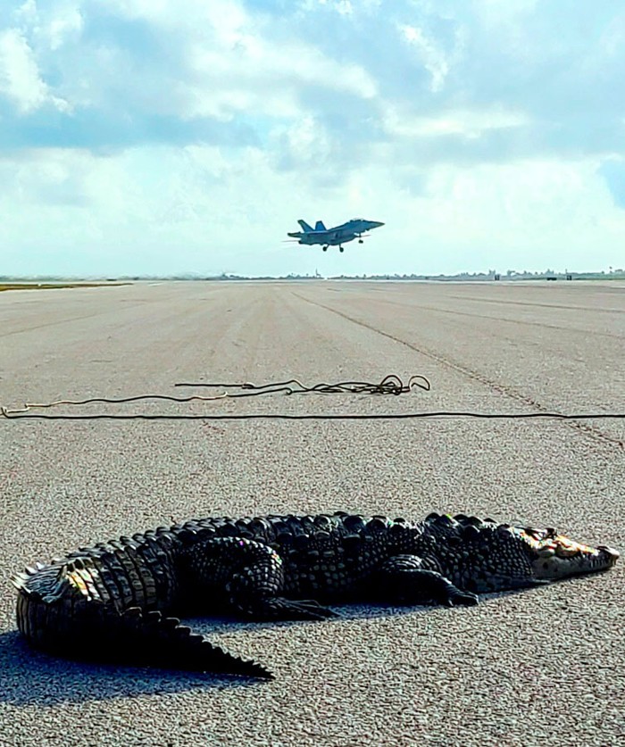 Seekor buaya terlihat berada di landasan pangkalan militer AS yang berada di Key West, Florida, Amerika Serikat. Penasaran? Ini penampakannya.