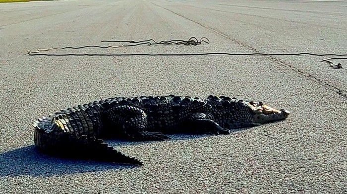 Bukan Editan! Ada Buaya Mejeng di Landasan Pangkalan Militer AS Seekor buaya terlihat berada di landasan pangkalan militer AS yang berada di Key West, Florida, Amerika Serikat. Penasaran? Ini penampakannya.