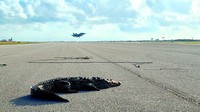 Berdasarkan foto yang dipotret pada 10 Maret 2022, terlihat seekor buaya berada di landasan pacu pangkalan militer di Pangkalan Angkatan Laut yang berada di Key West, Florida, Amerika Serikat.