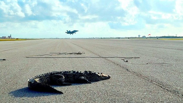 Bukan Editan! Ada Buaya Mejeng di Landasan Pangkalan Militer AS Seekor buaya terlihat berada di landasan pangkalan militer AS yang berada di Key West, Florida, Amerika Serikat. Penasaran? Ini penampakannya.