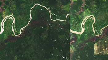 Deforestasi di Papua, Indonesia Foto: NASA