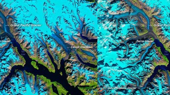 Taman Nasional Glacier Bay, di tenggara Alaska, telah kehilangan es. Seperti yang terlihat pada gambar 1986, Gletser Muir pernah meluas ke Teluk Gletser, sebuah teluk kecil di Teluk Alaska, tempat ia membentuk gunung es. Tetapi pada gambar 2019, gletser tidak lagi mencapai air. Foto: NASA