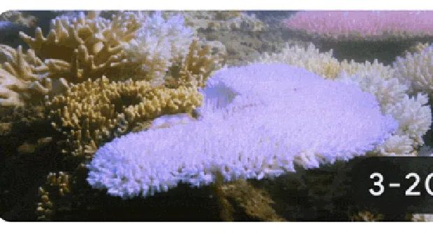 pemutihan karang di Australia