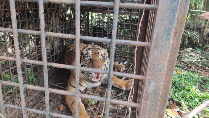 Harimau masuk perangkap BKSDA Jambi.