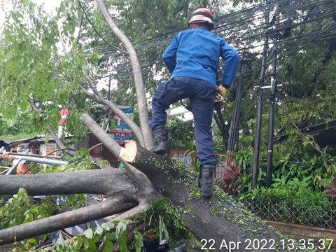 Hujan disertai angin kencang terjadi di wilayah Jakarta Selatan (Jaksel) siang tadi. Sebuah pohon tumbang dan menimpa dua unit mobil di lokasi tersebut. (dok Sudin Gulkarmat Jaksel)