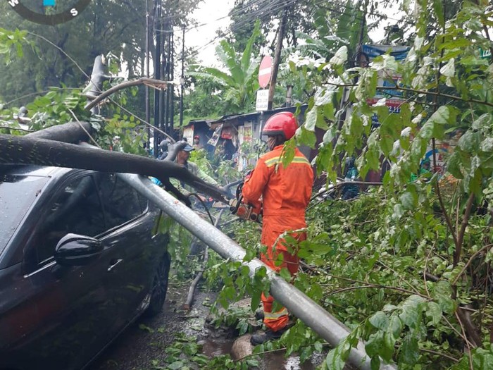 Hujan disertai angin kencang terjadi di wilayah Jakarta Selatan (Jaksel) siang tadi. Sebuah pohon tumbang dan menimpa dua unit mobil di lokasi tersebut. (dok Sudin Gulkarmat Jaksel)