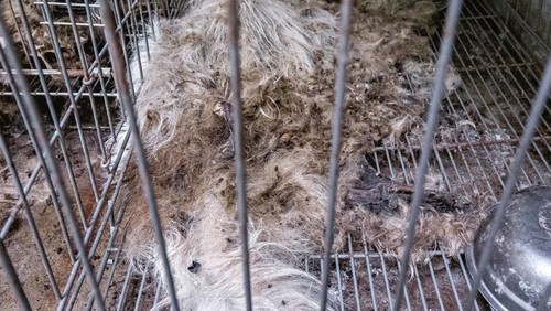 Penemuan bangkai dan tulang-belulang anjing di sebuah rumah di Banjar Dukuh, Desa Kelating, Kecamatan Kerambitan, Kabupaten Tabanan.