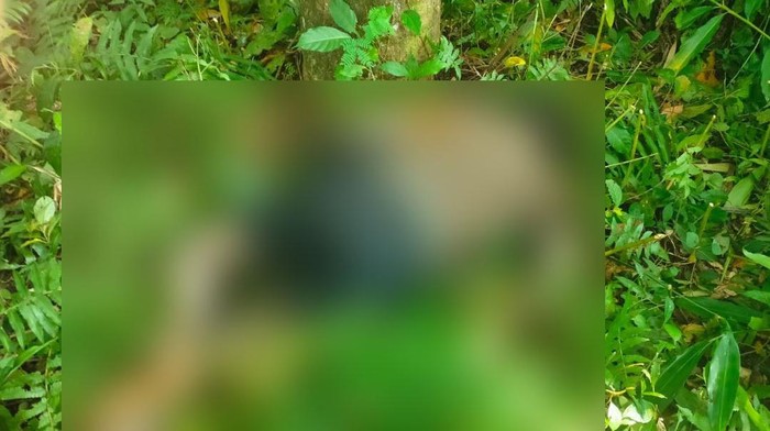 Jenazah Dewa Putu Lanus ditemukan di sebuah perkebunan warga di Silungan, Gianyar, Jumat (22/4/2022) pagi.