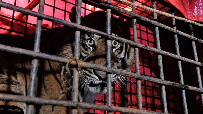Petugas memindahkan kerangkeng berisi harimau Sumatera (Panthera tigris sumatrae) jantan korban konflik ke dalam kandang Tempat Penyelamatan Satwa (TPS) BKSDA Jambi, Jambi, Kamis (21/4/2021) malam. Harimau Sumatera yang masuk ke dalam perangkap yang dipasang BKSDA Jambi di kawasan permukiman Desa Nalo Gedang, Kabupaten Merangin pada Kamis (21/4) dini hari dan diduga memangsa beberapa ekor ternak warga itu akan mendapatkan perawatan sementara di TPS tersebut. ANTARA FOTO/Wahdi Septiawan/rwa.
