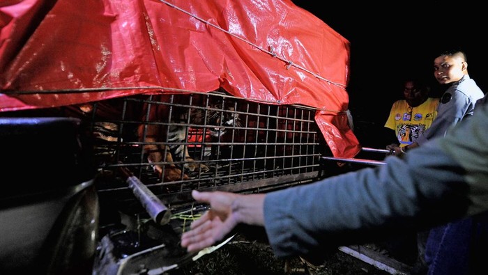 Petugas memindahkan kerangkeng berisi harimau Sumatera (Panthera tigris sumatrae) jantan korban konflik ke dalam kandang Tempat Penyelamatan Satwa (TPS) BKSDA Jambi, Jambi, Kamis (21/4/2021) malam. Harimau Sumatera yang masuk ke dalam perangkap yang dipasang BKSDA Jambi di kawasan permukiman Desa Nalo Gedang, Kabupaten Merangin pada Kamis (21/4) dini hari dan diduga memangsa beberapa ekor ternak warga itu akan mendapatkan perawatan sementara di TPS tersebut. ANTARA FOTO/Wahdi Septiawan/rwa.