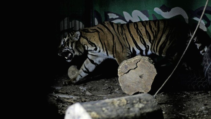 Petugas memindahkan kerangkeng berisi harimau Sumatera (Panthera tigris sumatrae) jantan korban konflik ke dalam kandang Tempat Penyelamatan Satwa (TPS) BKSDA Jambi, Jambi, Kamis (21/4/2021) malam. Harimau Sumatera yang masuk ke dalam perangkap yang dipasang BKSDA Jambi di kawasan permukiman Desa Nalo Gedang, Kabupaten Merangin pada Kamis (21/4) dini hari dan diduga memangsa beberapa ekor ternak warga itu akan mendapatkan perawatan sementara di TPS tersebut. ANTARA FOTO/Wahdi Septiawan/rwa.