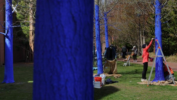 Rayakan Hari Bumi, Pohon di AS Dicat Jadi Biru A volunteer paints a tree blue outside the Peabody Essex Museum in celebration of Earth Day, as part of the public art installation
